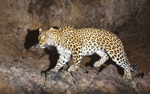 The Persian leopard (Panthera pardus saxicolor) 