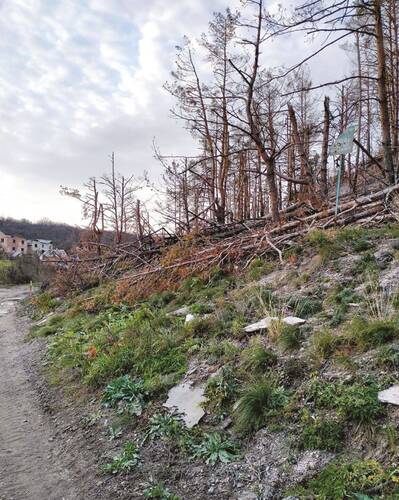 Destroyed nature in the Sviatoslav National Nature Park.