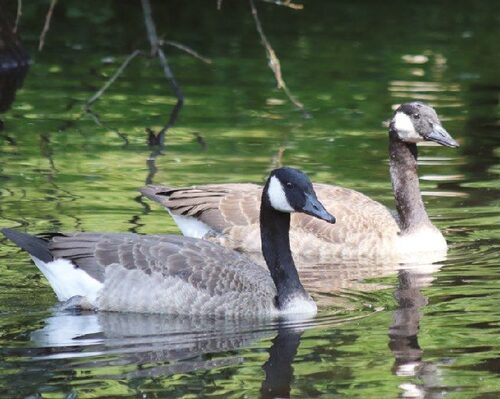 Canada goose (Branta canadensis).