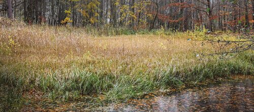 Figure 3. The Březina peat-bog. View of the peat-bog interior