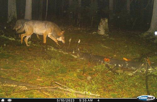 Grey wolves captured by a camera trap.