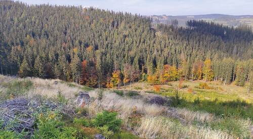 One of the first outbreak areas in the Jeseníky Protected Landscape Area