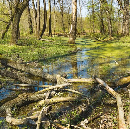 Alluvial hardwood forest in Sekulská Morava River Meander