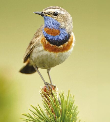 Bluethroat (Luscinia svecica svecica)