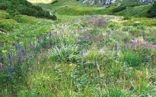 Field research area of subalpine vegetation
