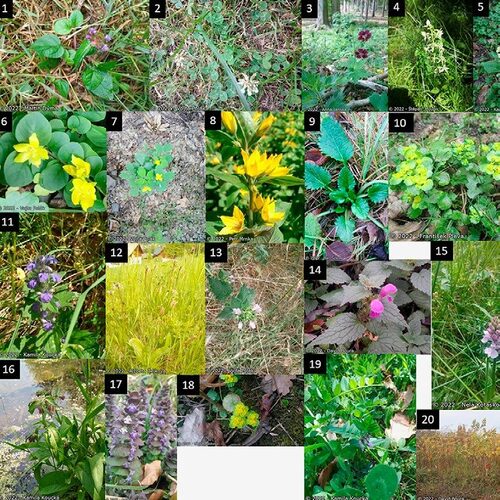Mosaic of photos of flowers