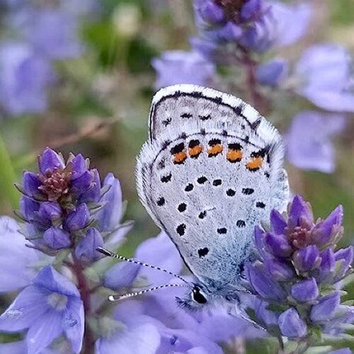 Eastern Baton Blue (Pseudophilotes vicrama)
