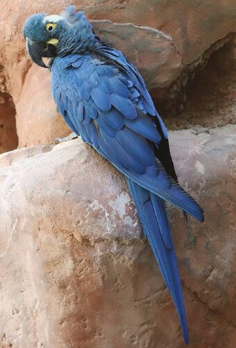 The Lear’s macaw (Anodorhynchus leari).