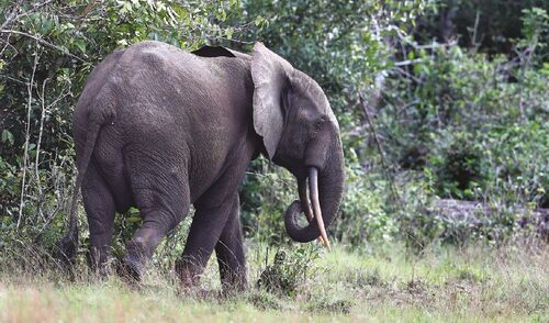 African forest elephant (Loxodonta cyclotis).