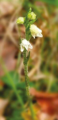 Creeping lady's-tresses (Goodyera repens) in Armenia.