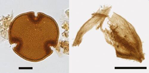 Examples of plant remains preserved in peat and lake sediments.