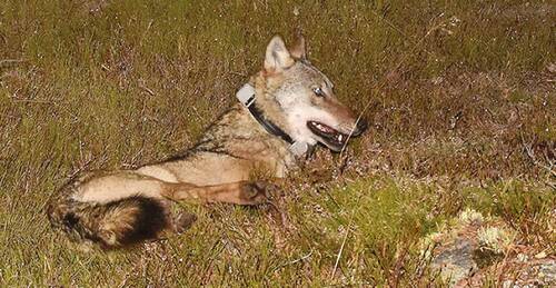 Female wolf from a pack-founding pair in the Slavkovský les/Slavkov Forest Mts.
