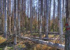 European Spruce Bark Beetle Plague in the Jeseníky Mts. Protected Landscape Area – the Story (Most P