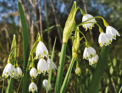 One of the attractive plant species in Soutok/Morava and Dyje/Thaya Rivers Confluence alluvial forests is the Summer snowflake (Leucojum aestivum).