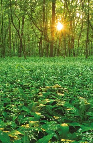 Spring flood of the Wild garlic (Allium ursinum) in a hardwood forest near the town of Břeclav