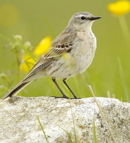 Water pipit at Luční bouda/Meadow Chalet