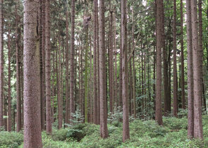 Ochranářská genetika pomáhá péči o přírodu a krajinu již půlstoletí