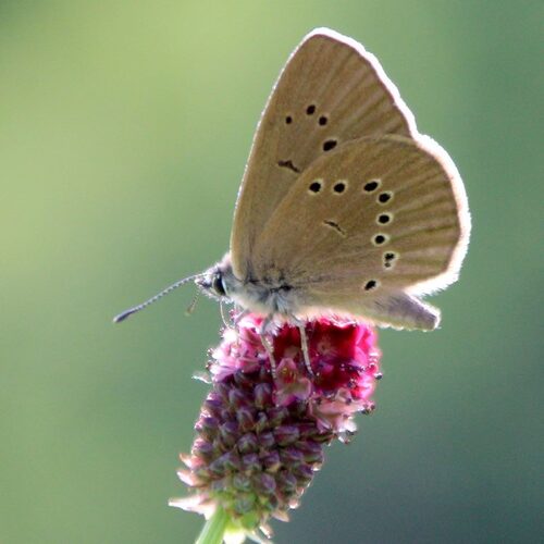 Dusky Large Blue (Phengaris nausithous) 