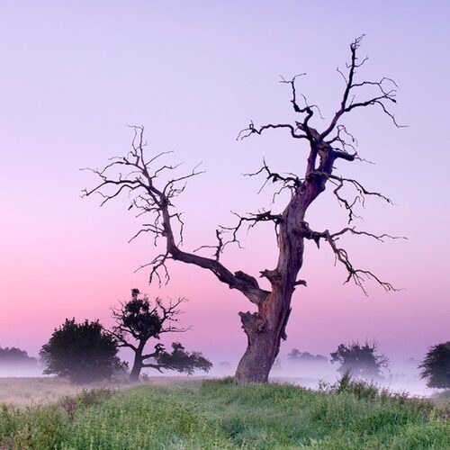 Old tree on the Soutok/ Morava and Dyje/Thaya Rivers