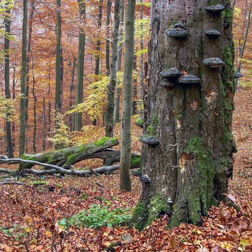 Old tree at Beskydy forest