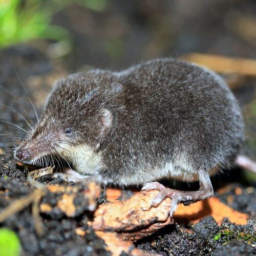 Photo of Mediterranean Water Shrew