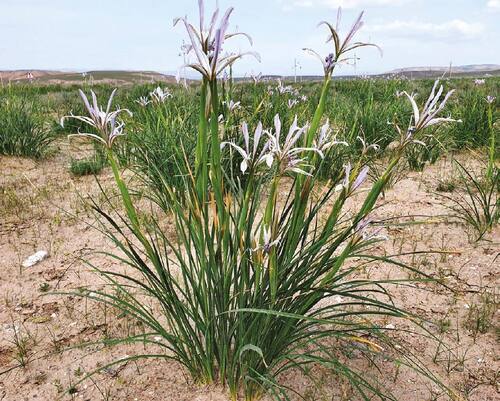 Junggar iris (Iris songarica).