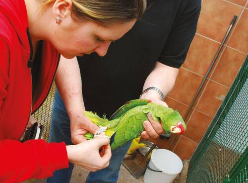 Inspection of specific marking in a parrot of the genus Amazona.