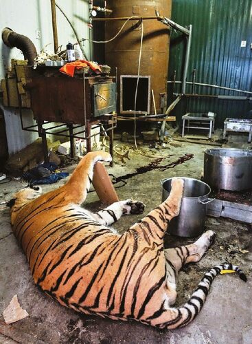Captive tiger (Panthera tiger)