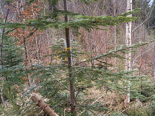 View on European silver fir and pioneer tree species in the Šumava/Bohemian Forest Mts. National Park regeneration stand.