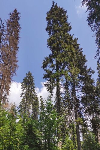Primary forest-like spruce growth in the Praděd/Great Grandfather National Nature Reserve;