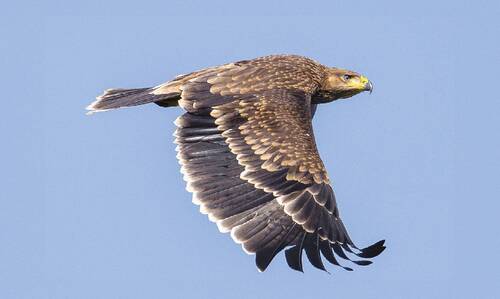 Photo of an Imperial eagle (Aquila heliaca)
