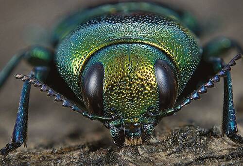The Oak jewel beetle (Eurythyrea quercus)