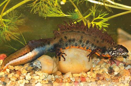 The Danube crested newt (Triturus dobrogicus), found in pools at the confluence of the Morava and Dyje/Thaya Rivers, is one of the rarest and most endangered amphibian species amphibians in the Czech Republic.