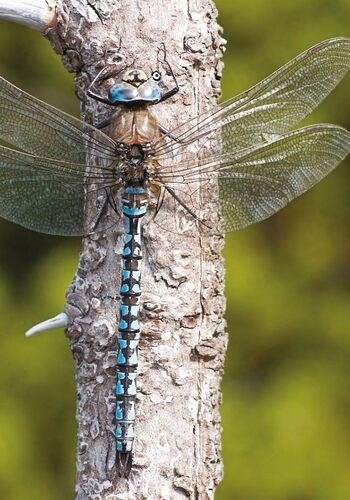 Glacial relic azure hawker