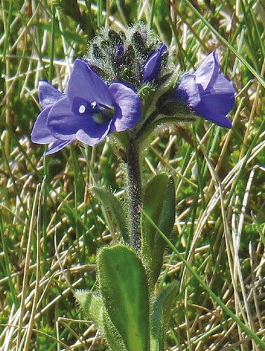 Photo of Alpine species of Daisy-leaved speedwell
