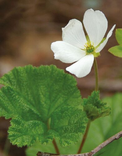 Photo of Glacial relic Cloudberry 