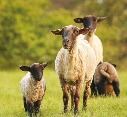 Photo: In order to preserve the landscape character/scenery and a number of habitats, extensive sheep grazing is absolutely essential.