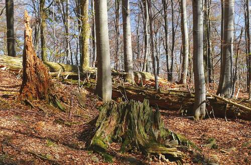 Photo: Remnants of the fir-beech forest in the Mionší National Nature Reserve.