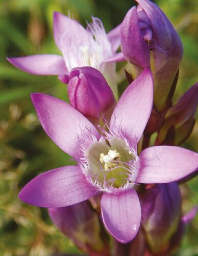Photo: The Carpathian dwarf gentian (Gentianella lutescens subsp. carpatica) is one of the most endangered plants in the Czech Republic.
