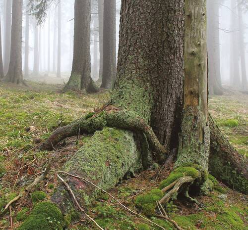 Photo: Despite a three-decade long turnover of tree generations, very old forest stands have been surviving in the Šumava/Bohemian Forest Mts.