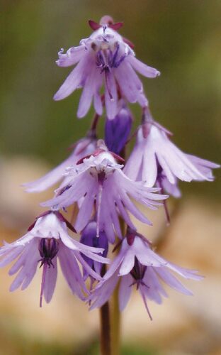 Šumava/Bohemian Forest Mts. symbol: the Snowbell (Soldanella montana)