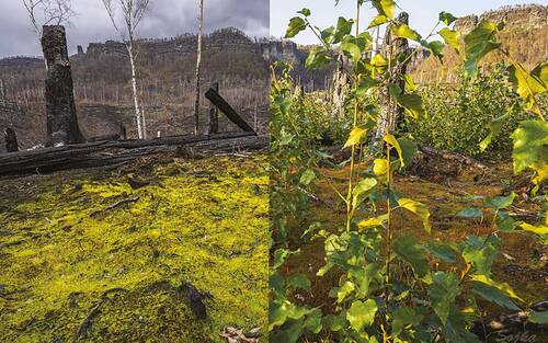 View of Mlýnská cesta /Mill Trail in the direction of the Křídelní stěna/Wing Wall. The comparative photo shows the power of forest restoration after fire. Left: March 2023, right: September 2023. © Václav Sojka