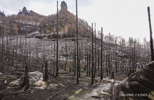 Pravčická brána/Prebischtor/Pravčice Gate, site with very high fire intensity in comparative photos one year apart (23 July 2023). 