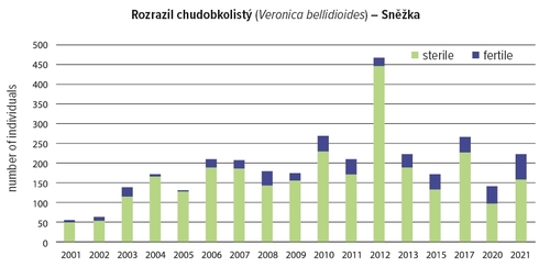 Graph: Development of the abundance in the Daisy speedwell (Veronica bellidioides) population on Mt. Sněžka