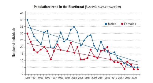Graph of Development of the abundance in the Bluethroat (Luscinia svecica svecica) based on the long-term monitoring 