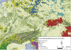 On the Origin of Czech Wolves Using the Slavkovský les/Slavkov Forest Mts. As an Example