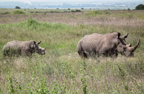 Jižní poddruh nosorožce tuponosého (Ceratotherium s. simum).