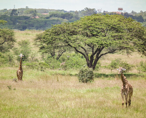 Většinu národního parku Nairobi pokrývá východoafrický typ savany.