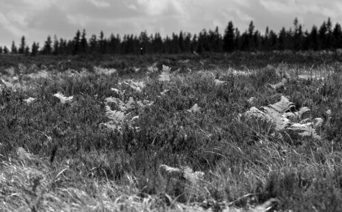 A heath in the Brdy Highlands Protected Landscape Area (Central Bohemia).