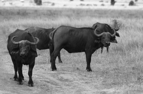 Cape buffalos (Syncerus c. caffer)